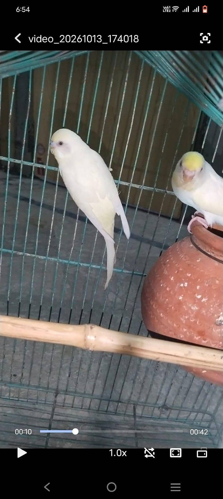 red eye breder pair 2
