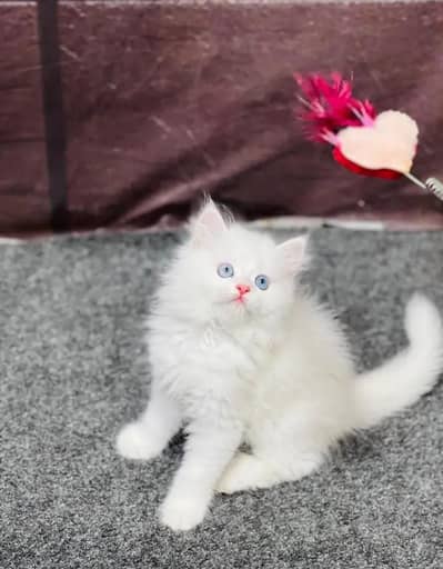 Persian kittens | triple coat | fluffy | 0302//06204//45