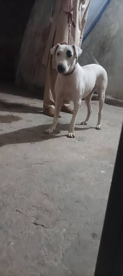 cross gulteri with bully