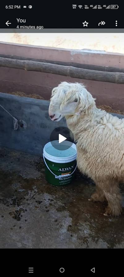 Top quality Mundray chatray for sale