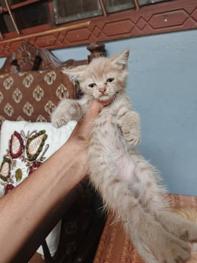 Semi-Persian Kittens For Sale