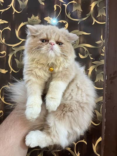 beautiful/peki/Persian/CFA blood line/kitten