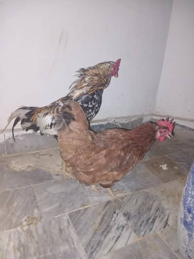 Hen pair