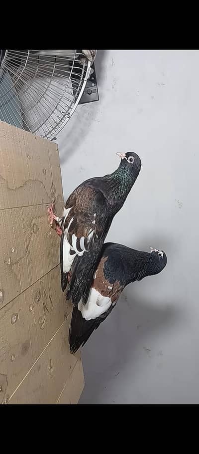 Sia khal breeder pair high quality available