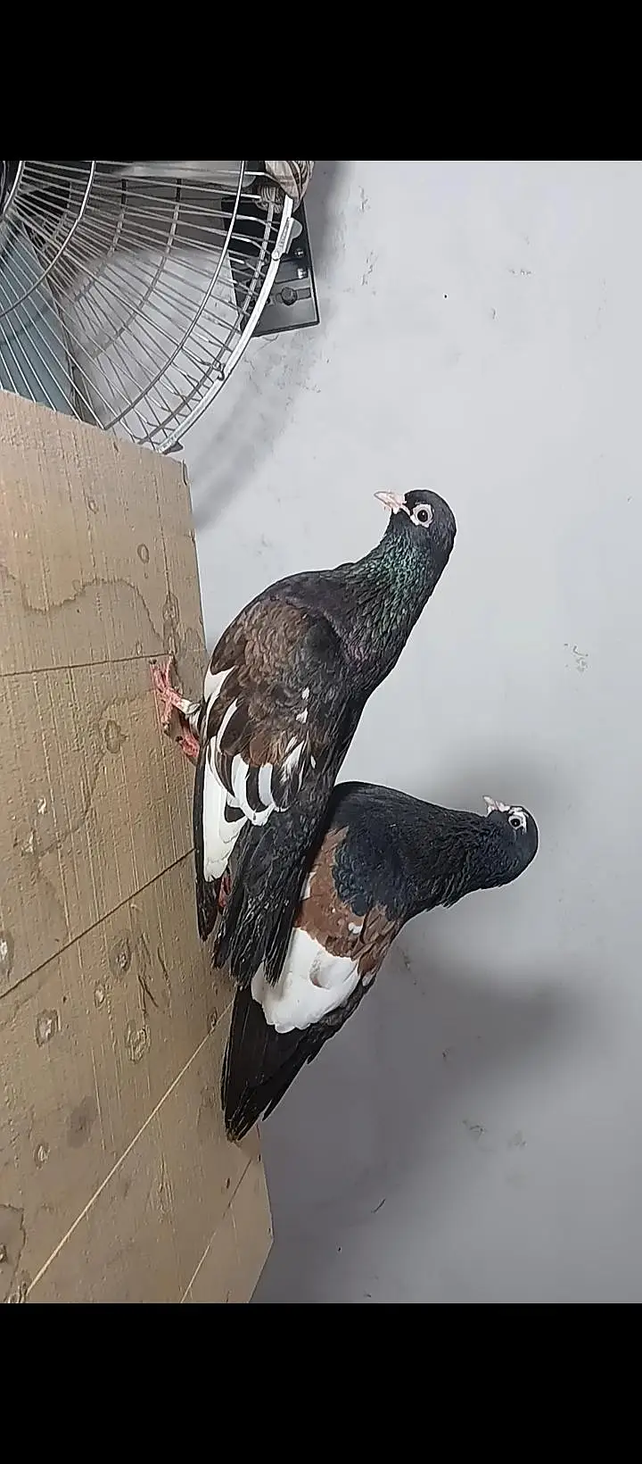 Sia khal breeder pair high quality available