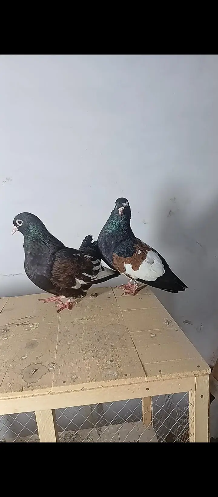 Sia khal breeder pair high quality available — photo 3
