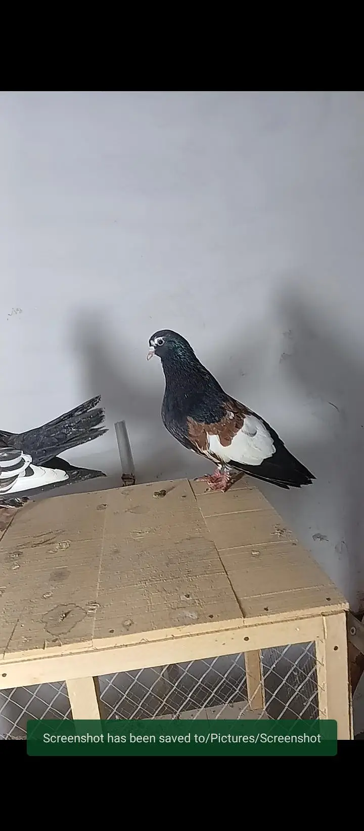 Sia khal breeder pair high quality available — photo 4