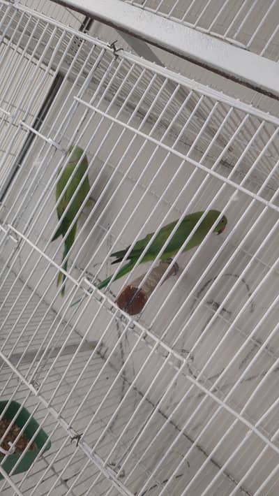 green ringneck pair