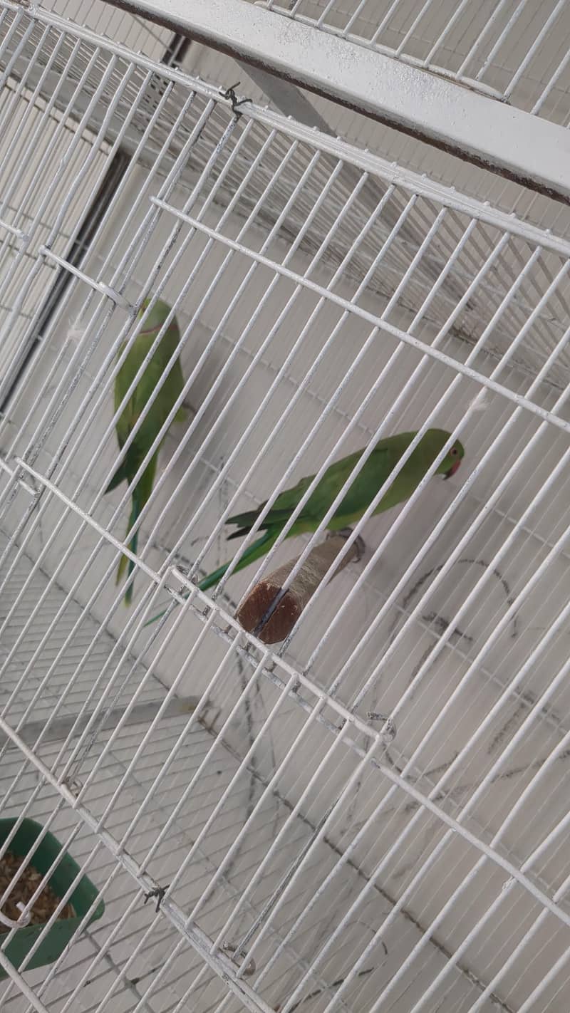 green ringneck pair 0