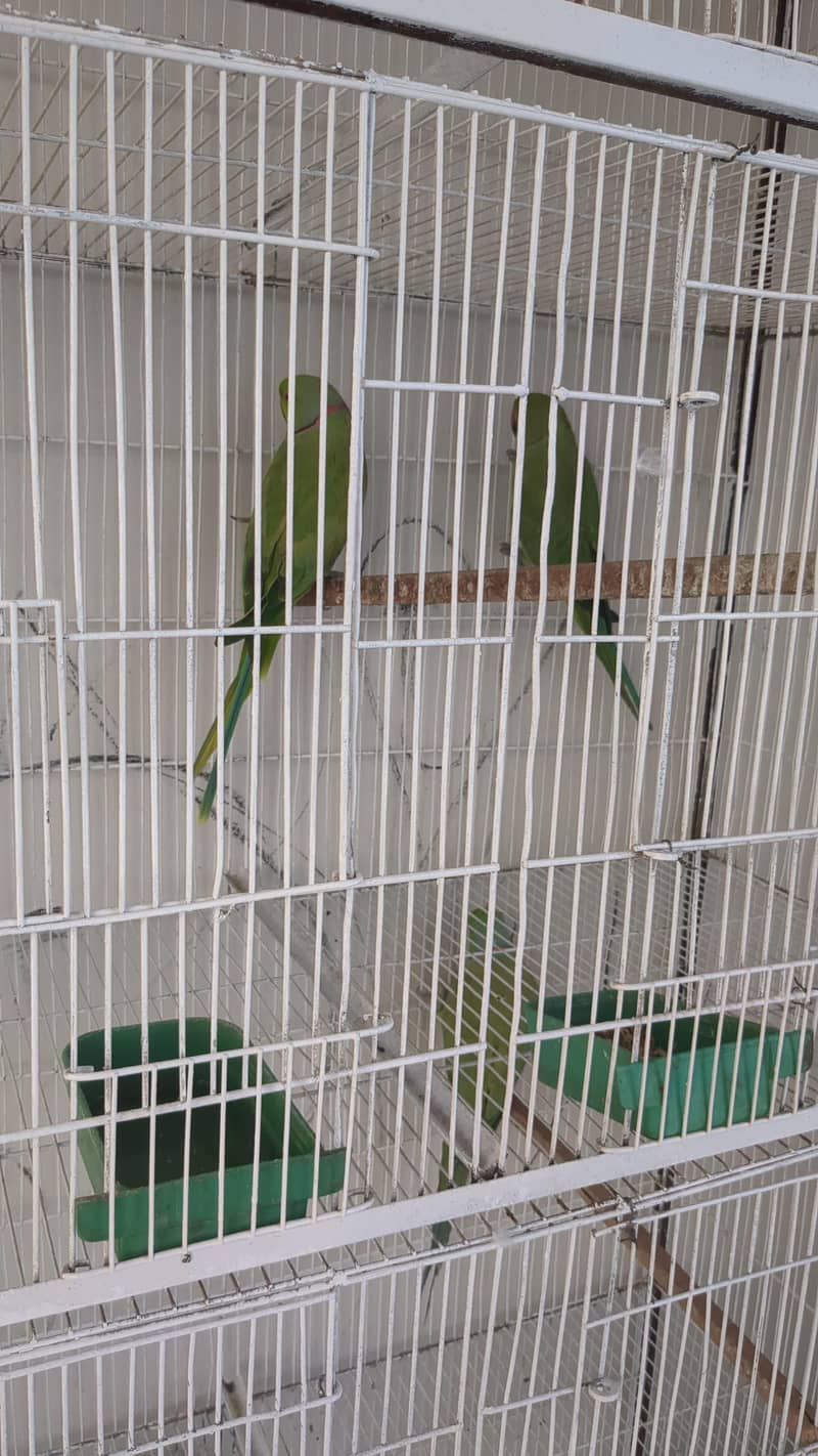 green ringneck pair 1