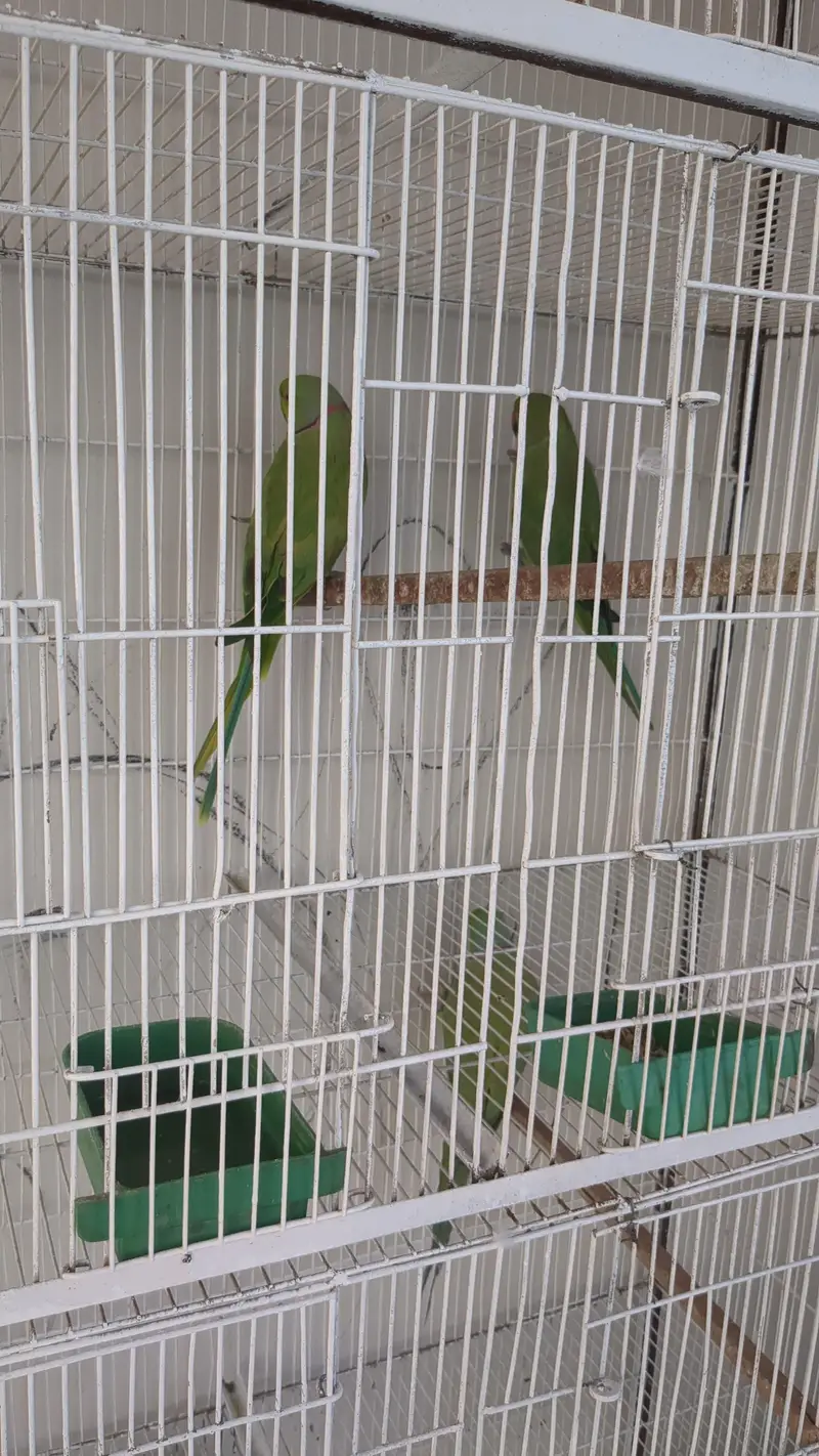 green ringneck pair — photo 2