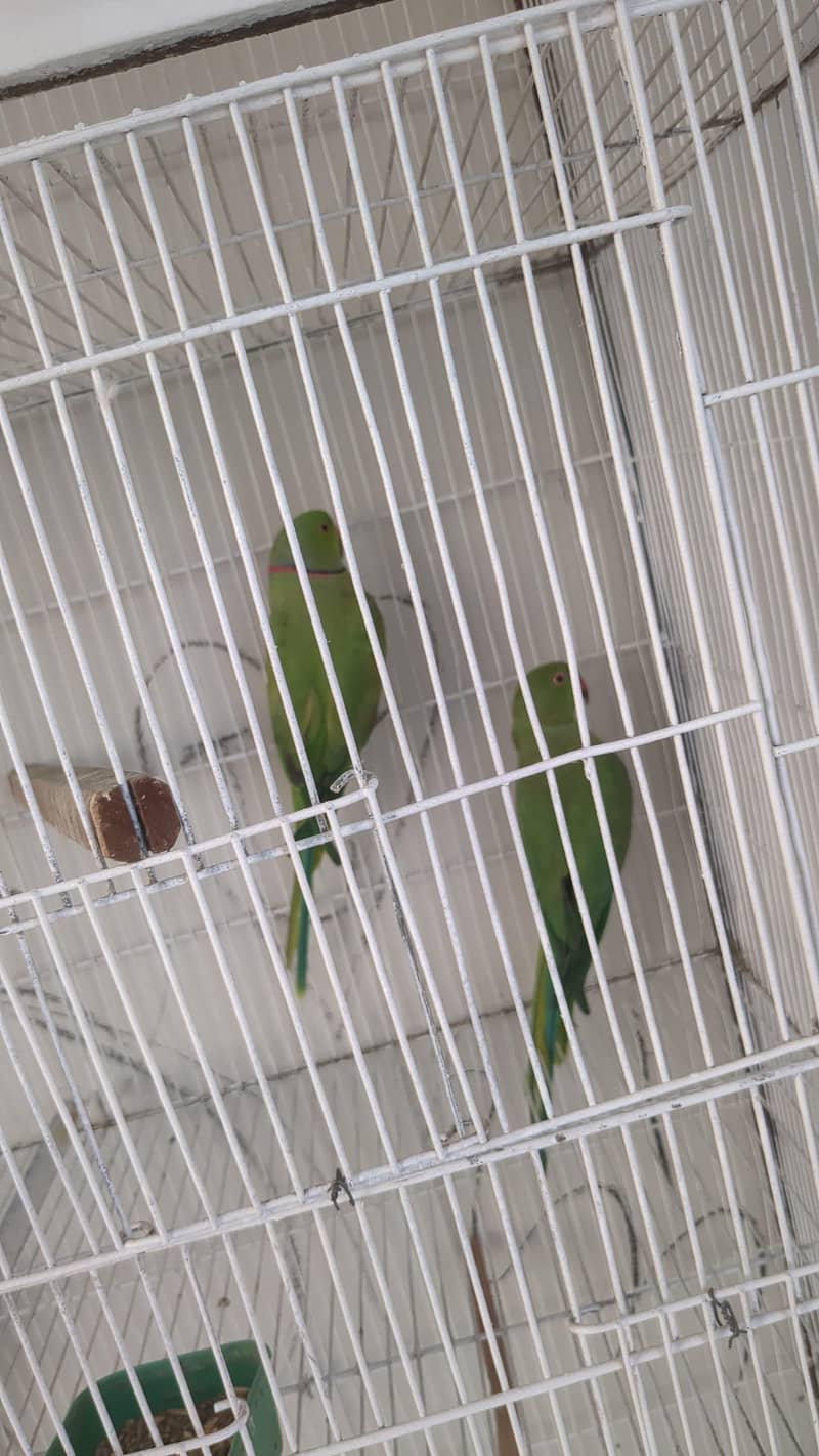 green ringneck pair 2