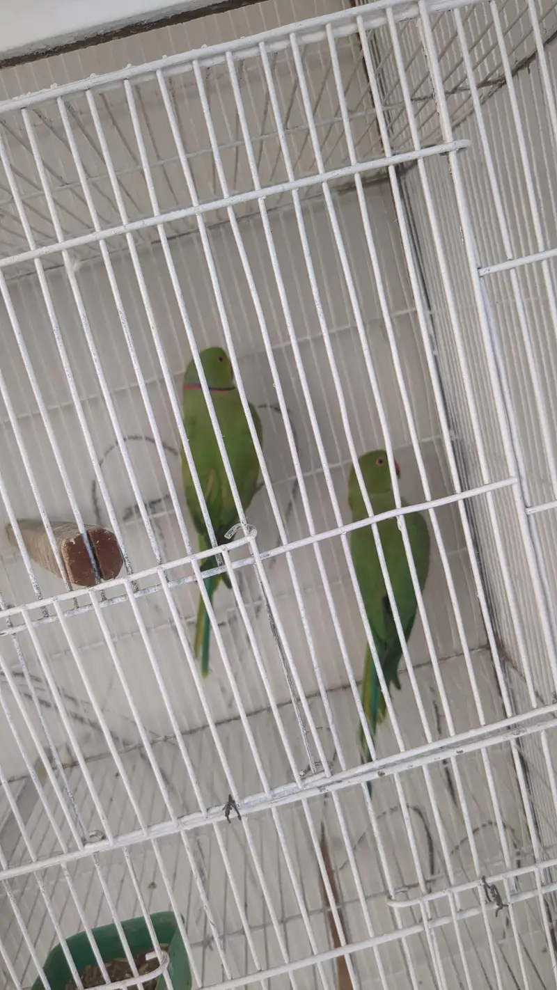 green ringneck pair — photo 3