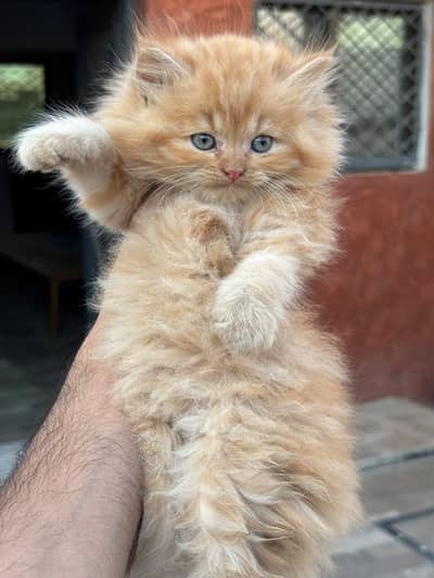 Pursian kittens | Cat | kittens | pursian cat