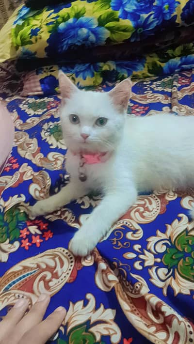 Fluffy White Persian Cat - Playful & Healthy Kitten