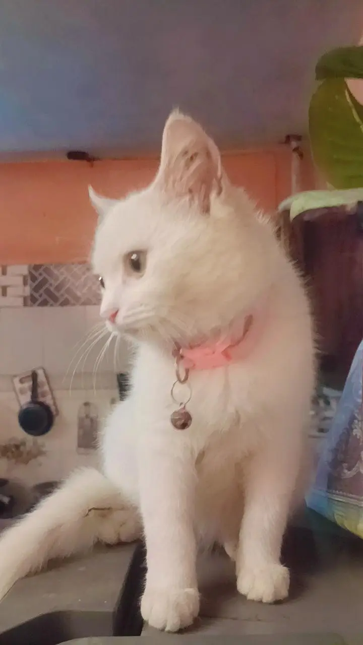 Fluffy White Persian Cat - Playful & Healthy Kitten — photo 2