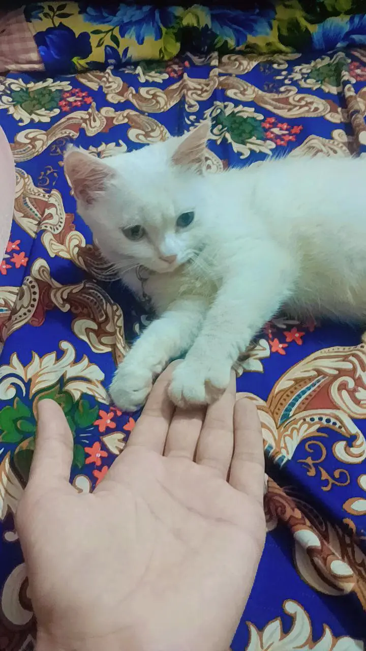 Fluffy White Persian Cat - Playful & Healthy Kitten — photo 3