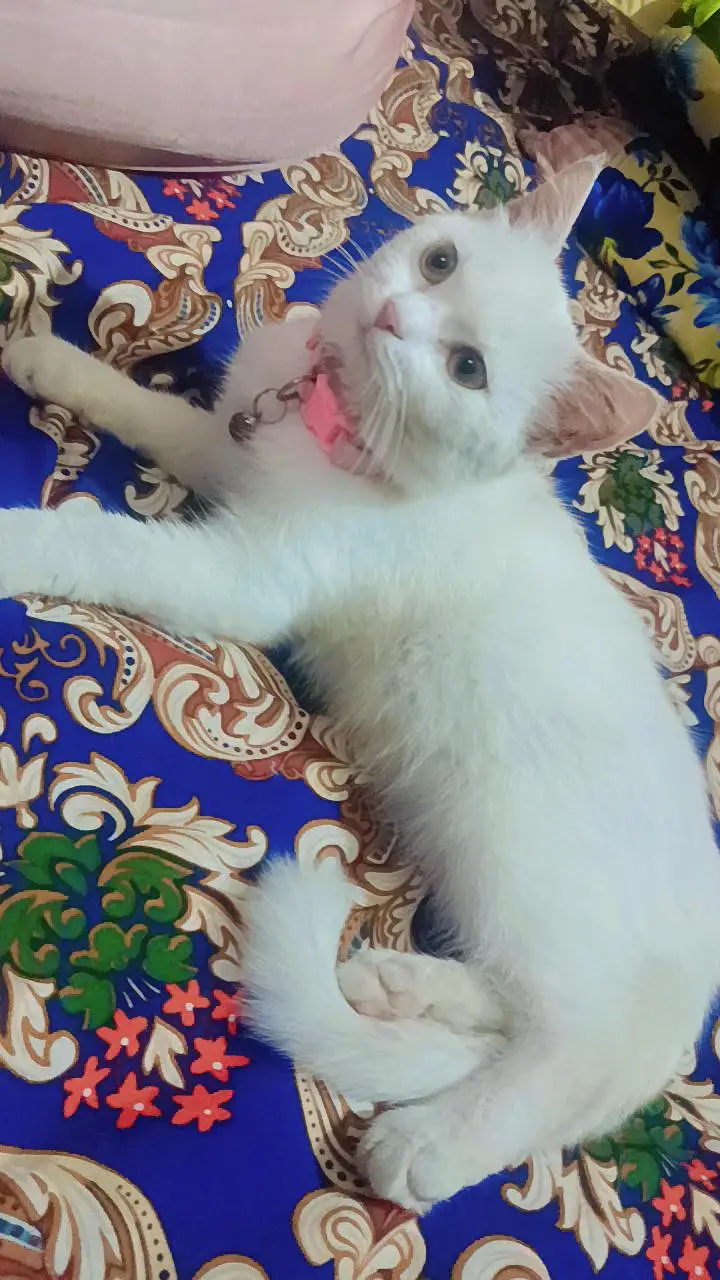 Fluffy White Persian Cat - Playful & Healthy Kitten — photo 4