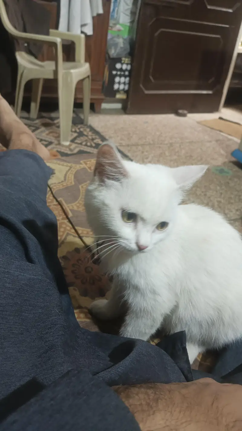Fluffy White Persian Cat - Playful & Healthy Kitten — photo 5