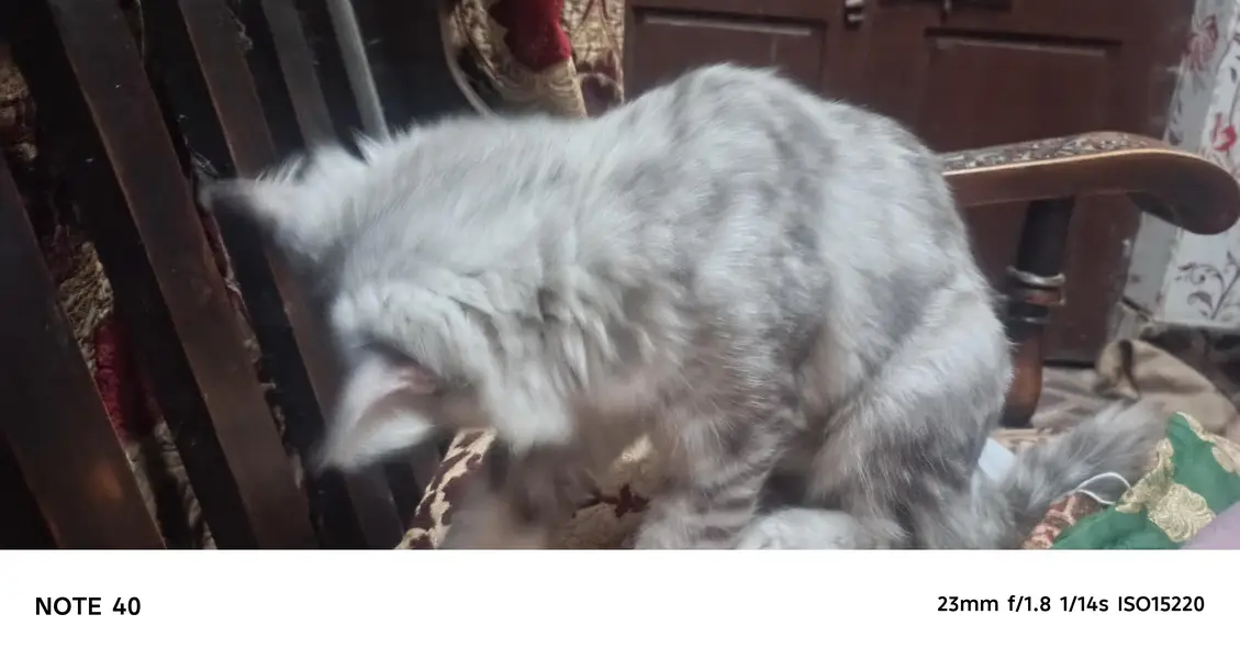 palto cat male home cat house cat paltu 03024383897 whatsapp — photo 2