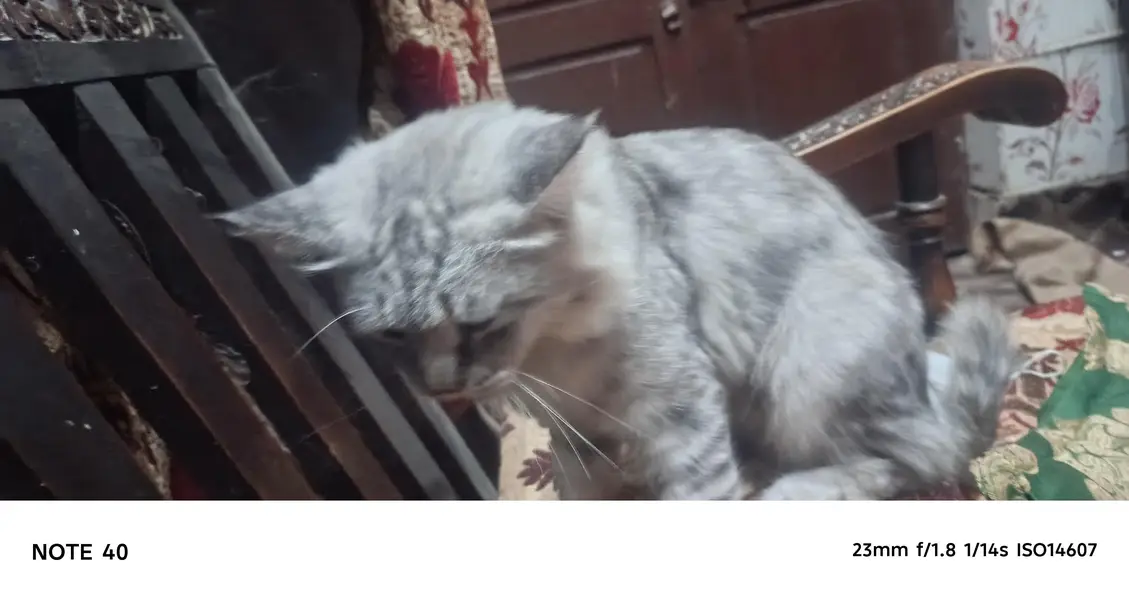 palto cat male home cat house cat paltu 03024383897 whatsapp — photo 3