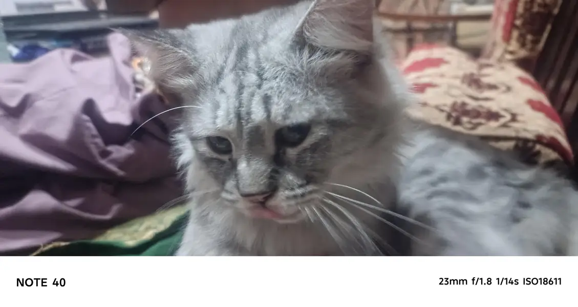 palto cat male home cat house cat paltu 03024383897 whatsapp — photo 4