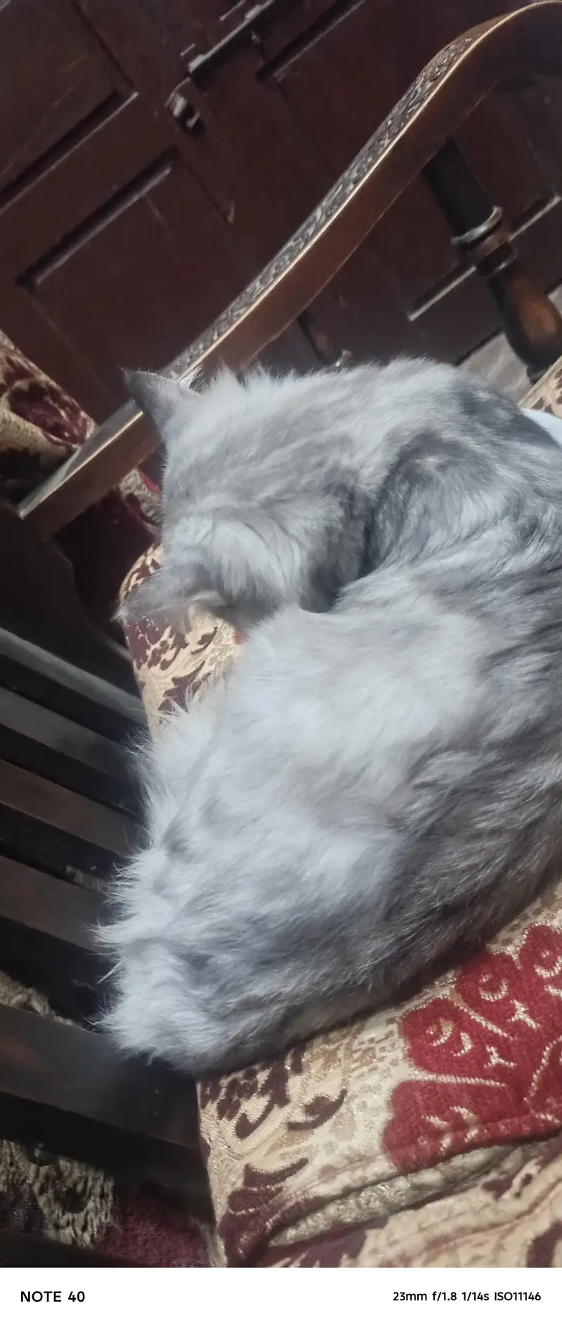 palto cat male home cat house cat paltu 03024383897 whatsapp — photo 5