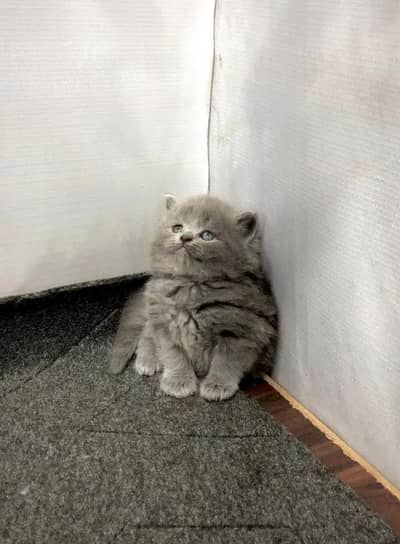 Persian kittens | triple coat | fluffy | 0302//06204//45