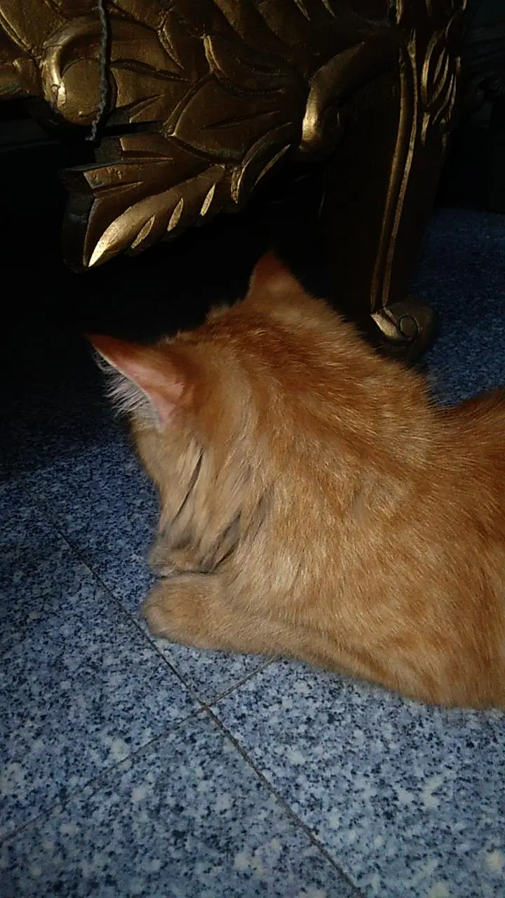 Breeder female cat double coated — photo 3
