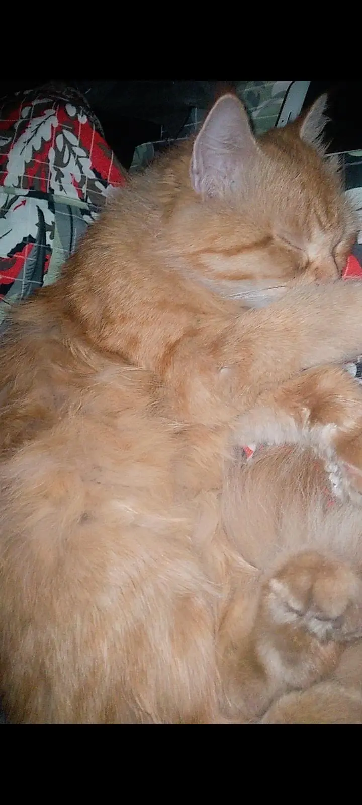 Breeder female cat double coated — photo 6