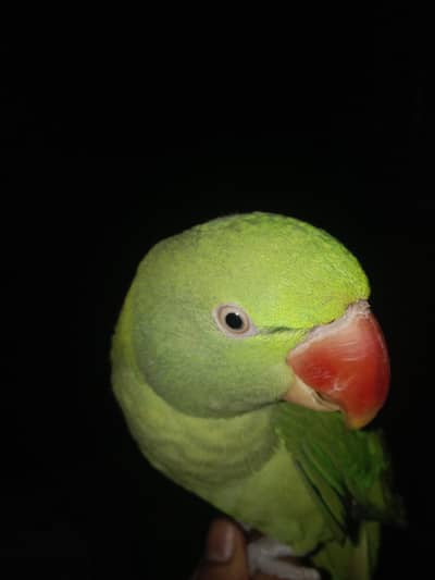 parrot for sale