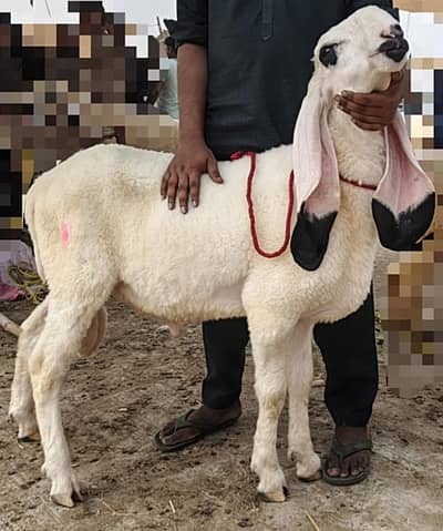 Khira kajla chatra 4 sale