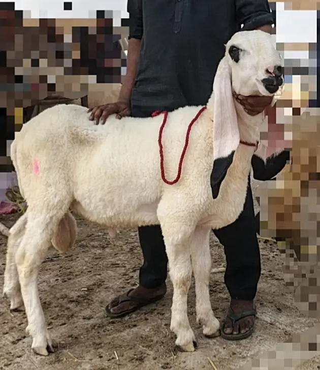 Khira kajla chatra 4 sale — photo 2