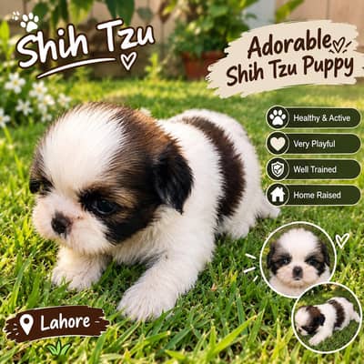 Shihtzu puppies | shihtzu dog puppy | pupps for sale