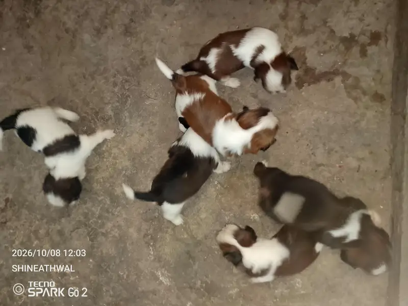 Shihtzu puppies | shihtzu dog puppy | pupps for sale — photo 3