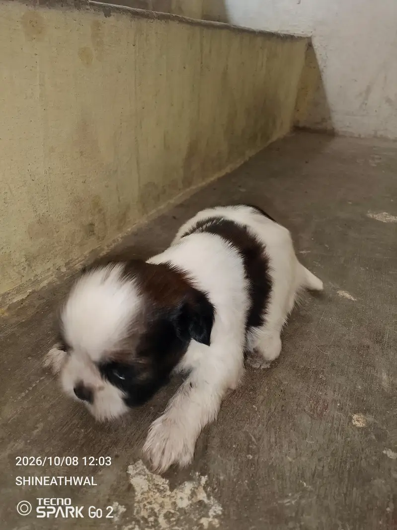 Shihtzu puppies | shihtzu dog puppy | pupps for sale — photo 4