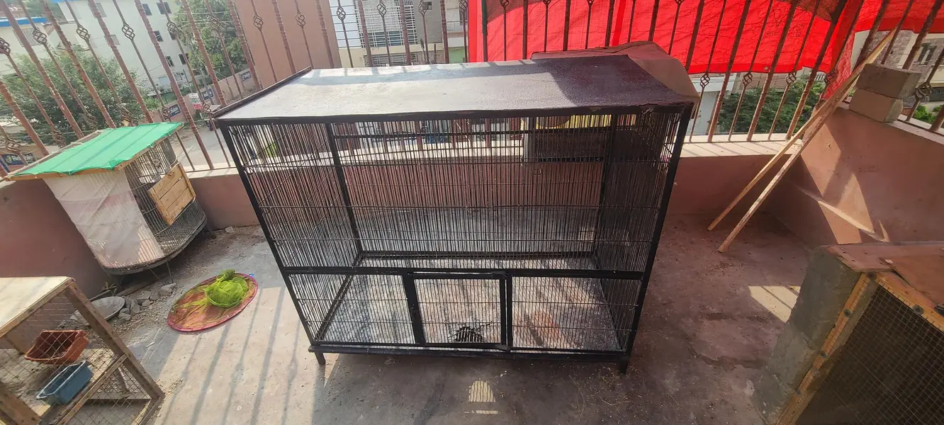 angle birds cage for sale, colony and flying cage