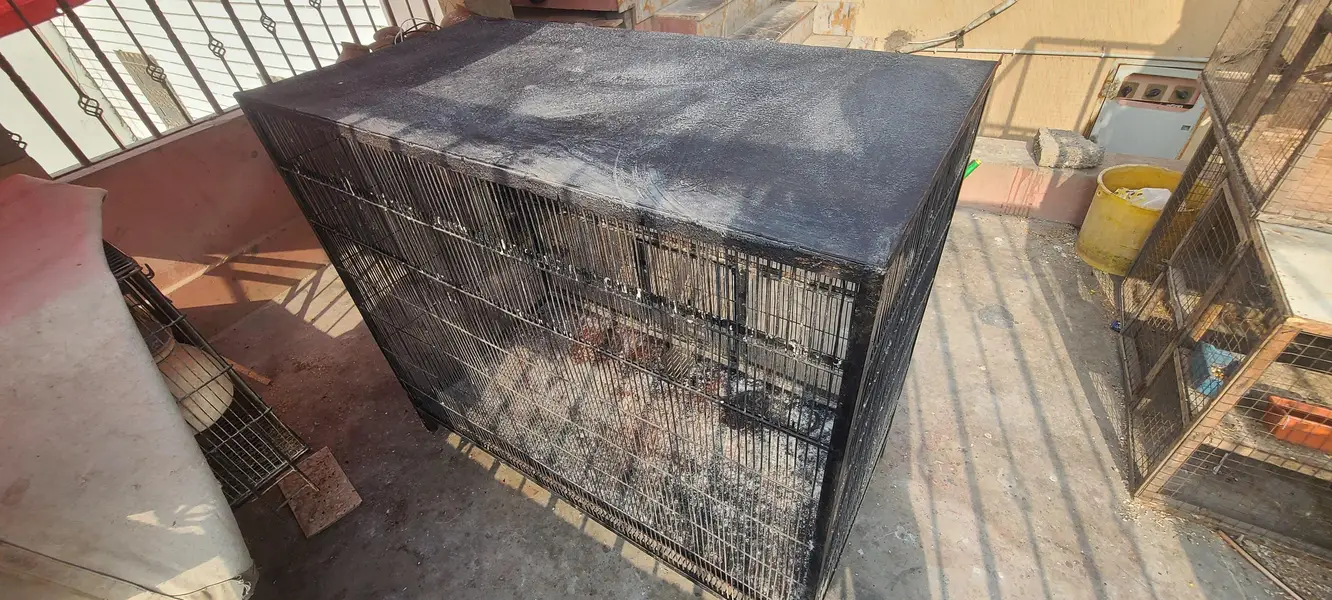 angle birds cage for sale, colony and flying cage — photo 6