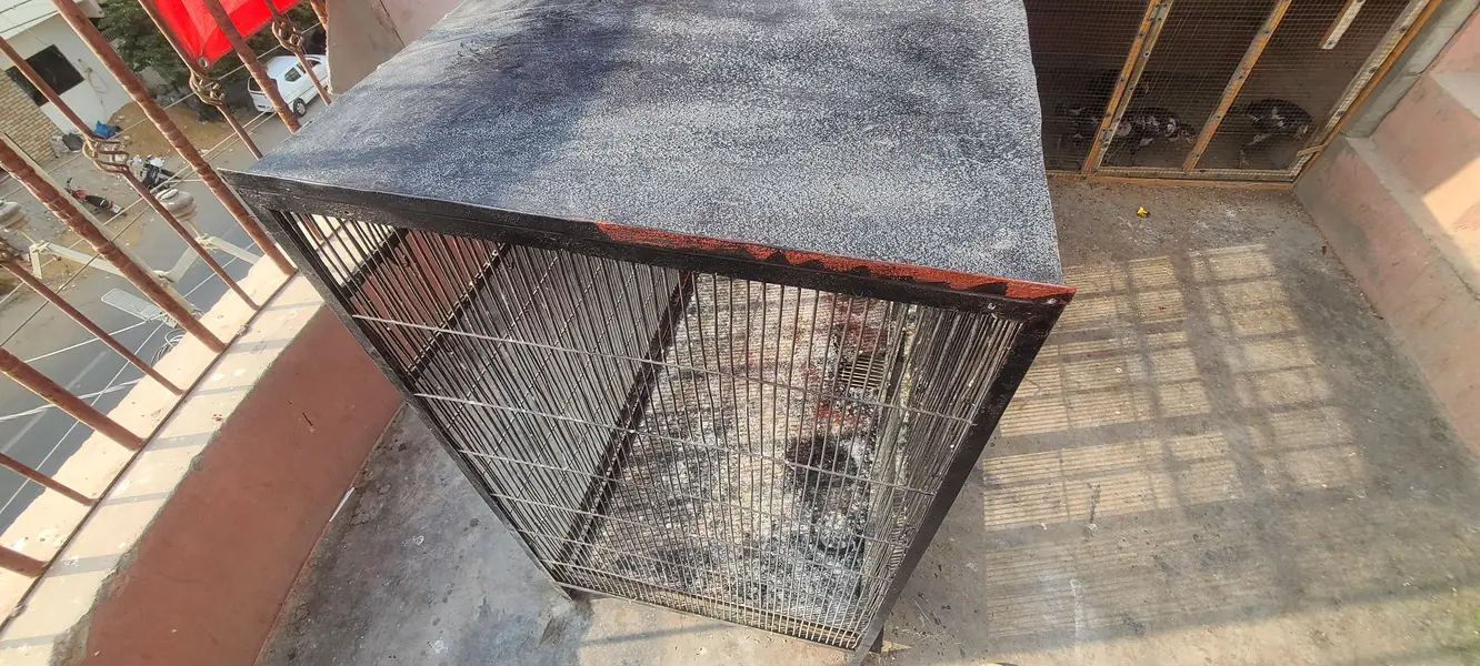 angle birds cage for sale, colony and flying cage — photo 7