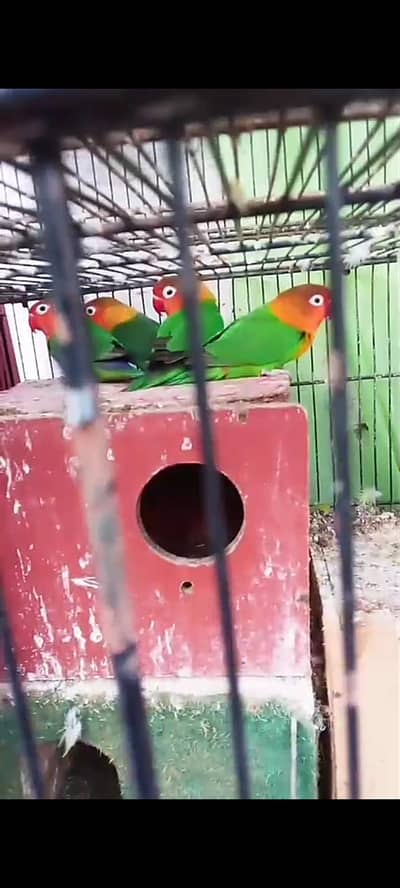 love birds