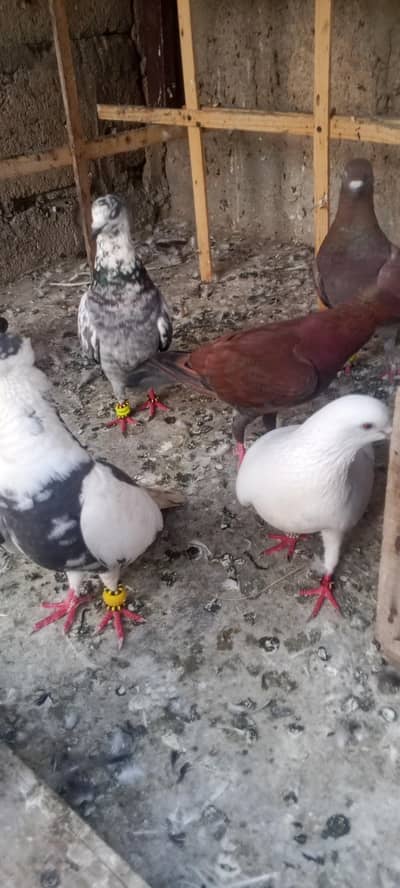 Gola pigeon