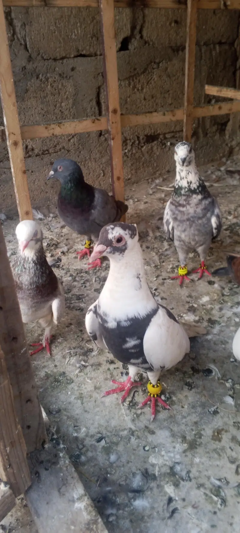 Gola pigeon — photo 2