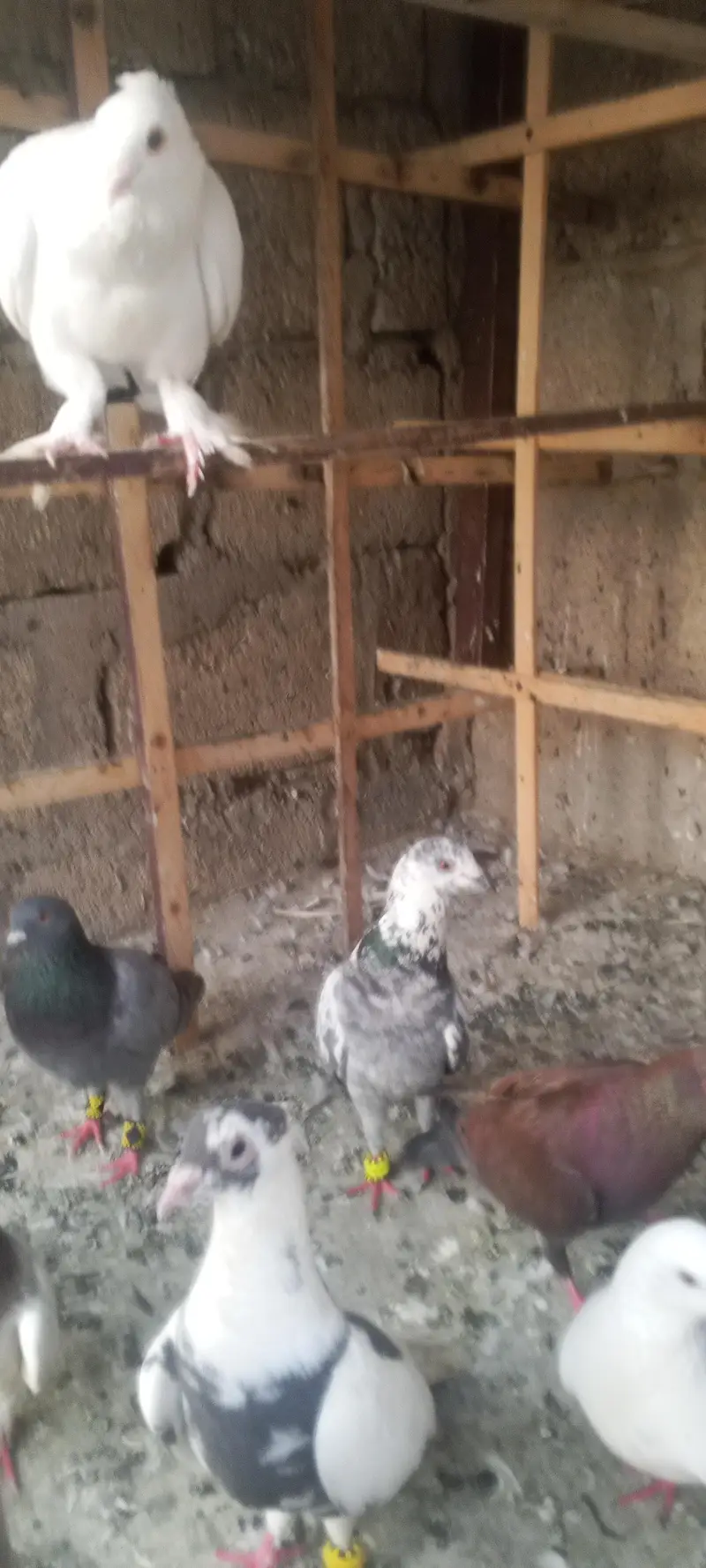 Gola pigeon — photo 3