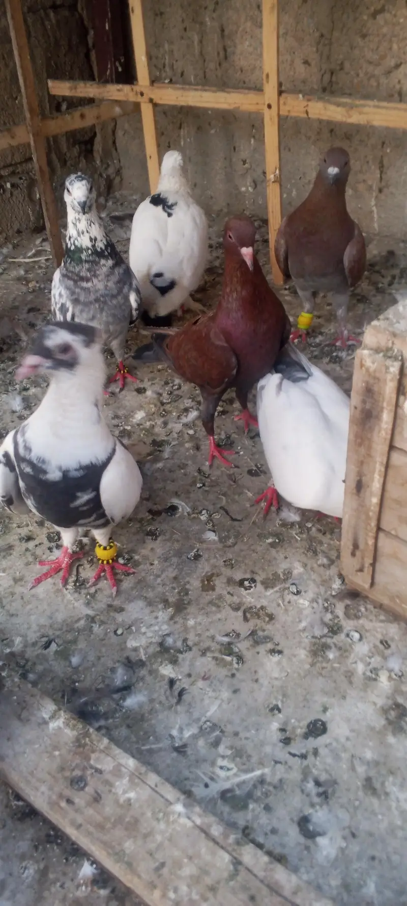 Gola pigeon — photo 4