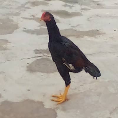 Lakha patha For sale and exchange with only aseel bird