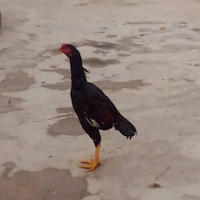 Lakha patha For sale and exchange with only aseel bird