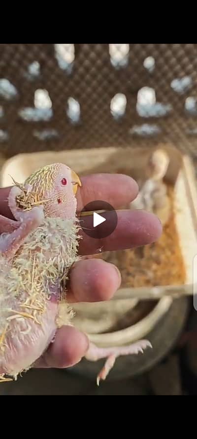 chicks for sale handtame DELIVERY AVALIBLE