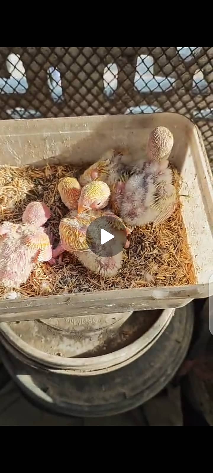 chicks for sale handtame DELIVERY AVALIBLE - Parrots - 1120420998