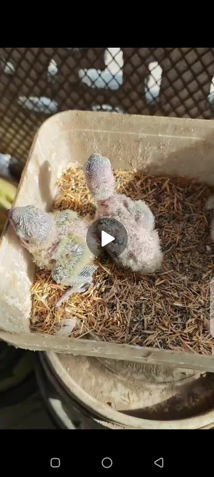 chicks for sale handtame DELIVERY AVALIBLE — photo 4