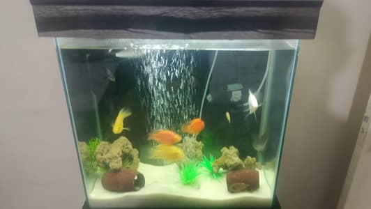 aqurium with fishes